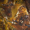 Pieni lisäkuva, jossa Trikoo digiprint Star Wars Chewbacca